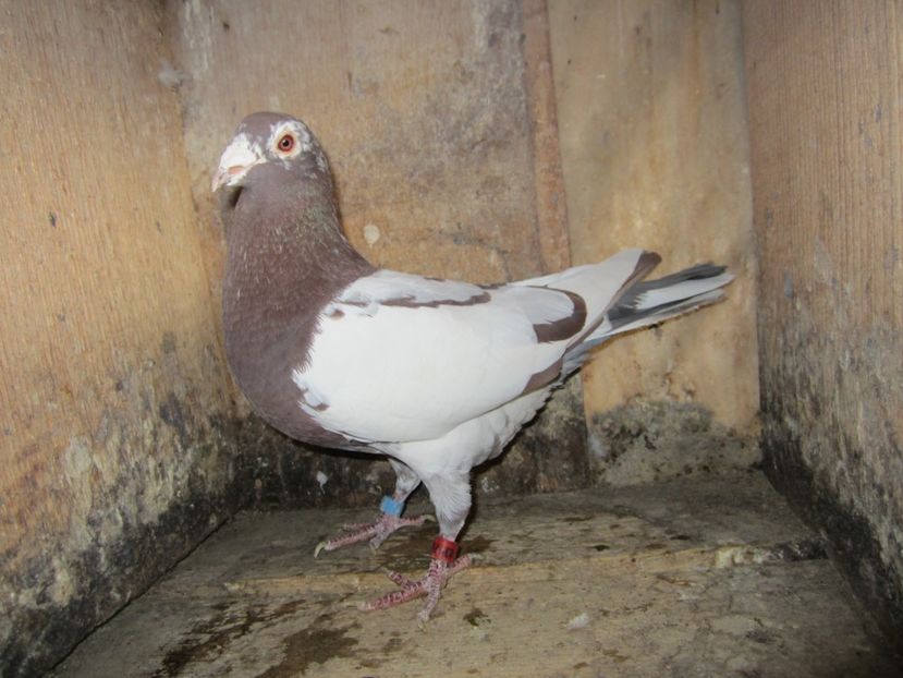 M 2010 - Voiajori Meulemans