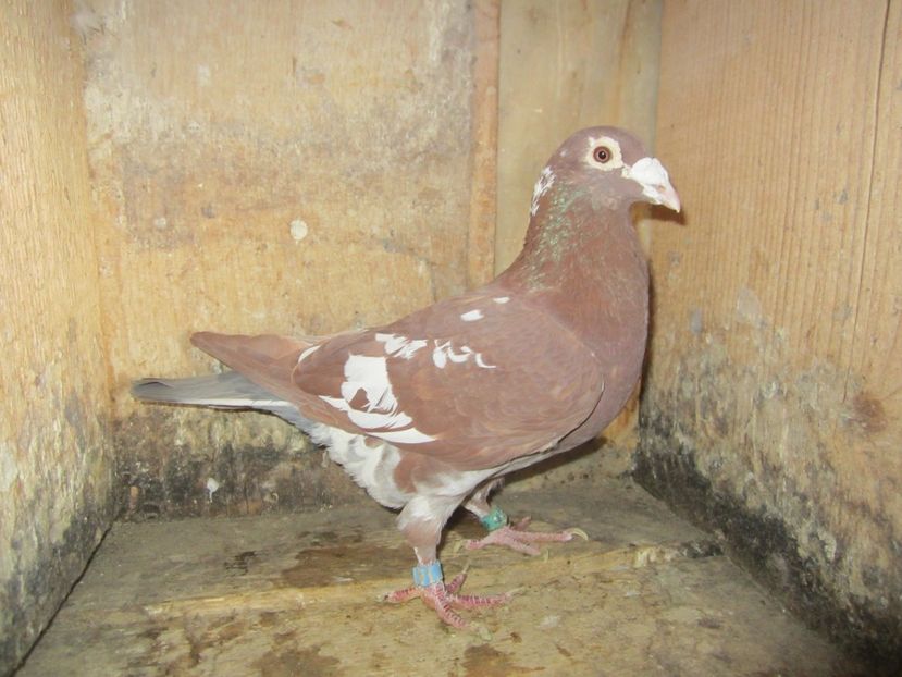 M 2011 - Voiajori Meulemans