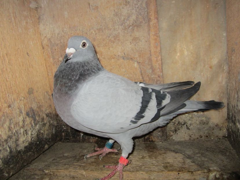 F 2016 DV (9) - Matca voiajori