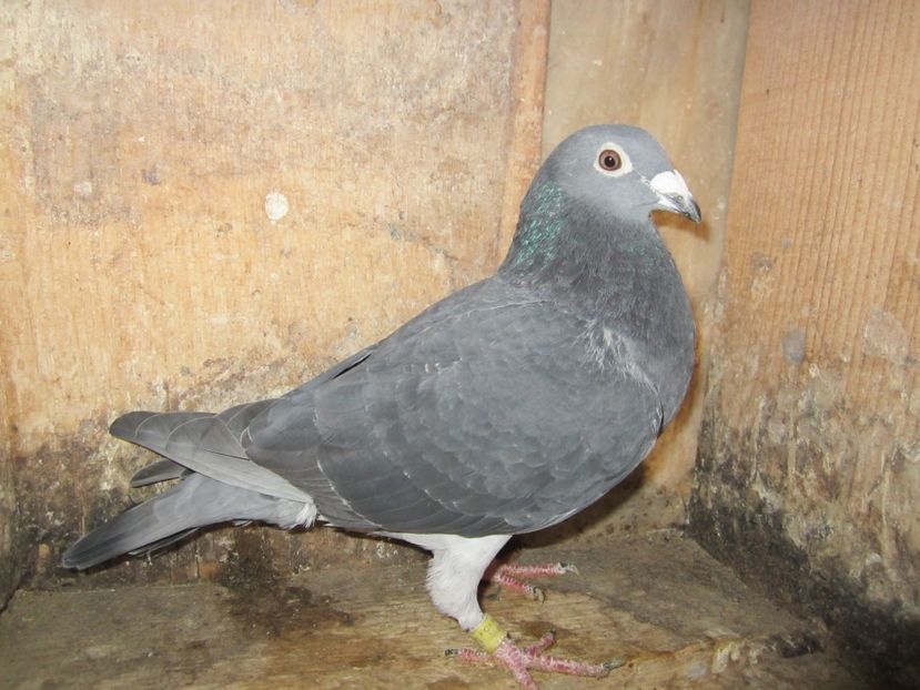 M 2019 (10) - Matca voiajori