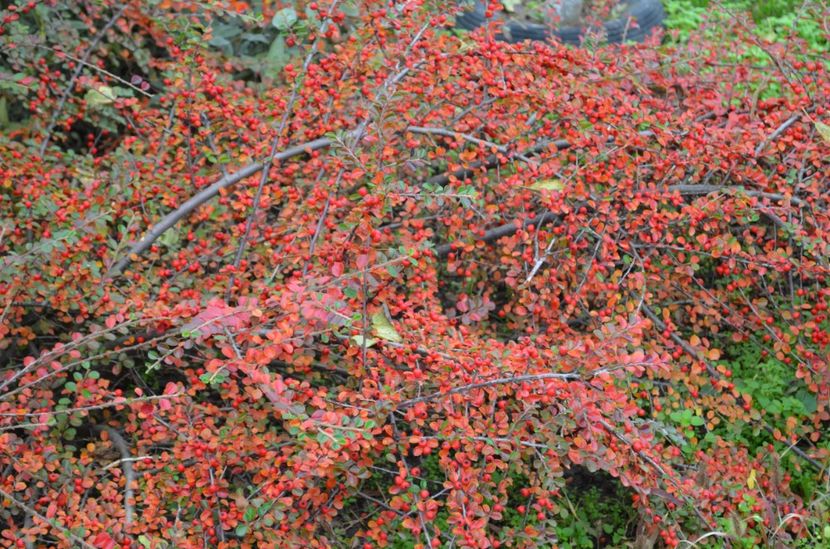  - dragostea  de natura