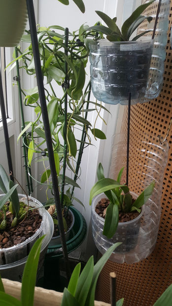 vanilla planifolia -11.2020 - Orhidee_7_vanilia planifolia