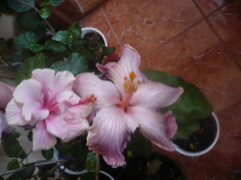P1470241 - HIBISCUSI 2020-5