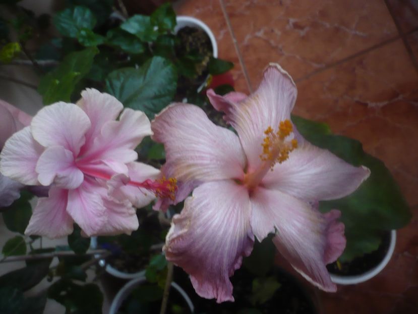 P1470242 - HIBISCUSI 2020-5