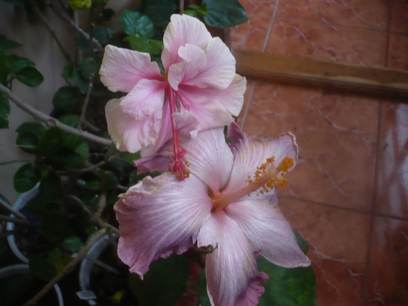 P1470244 - HIBISCUSI 2020-5