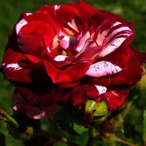 Model - Rosa Mystica