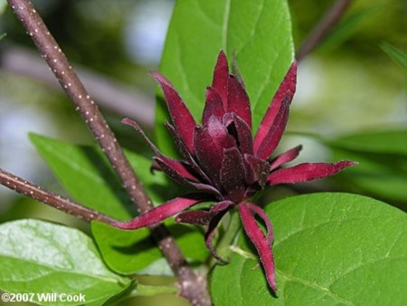 Garofita-piperata (Calycanthus floridus) - Garofita-piperata - Calycanthus floridus