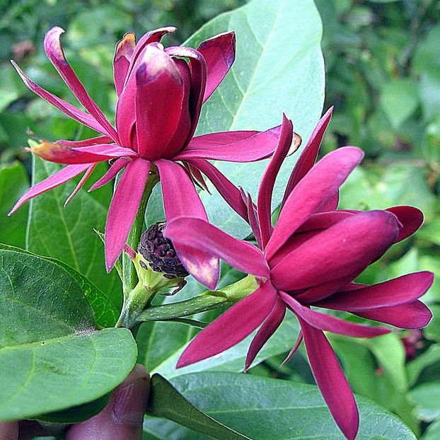 Garofita-piperata (Calycanthus floridus) - Garofita-piperata - Calycanthus floridus