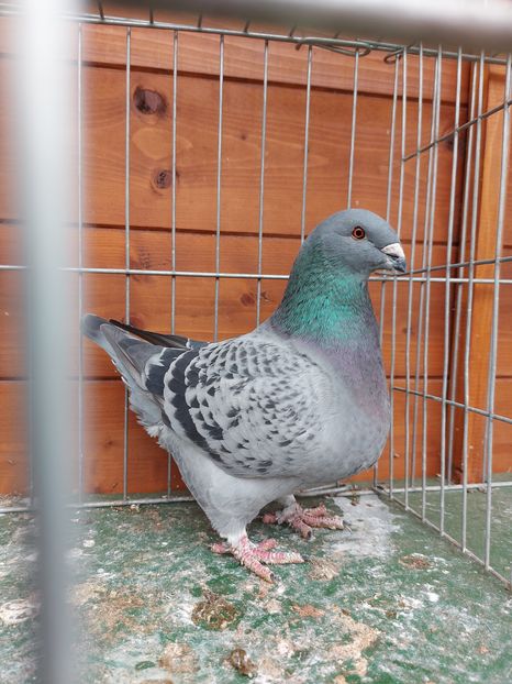 F 2020 - Tineret 2020