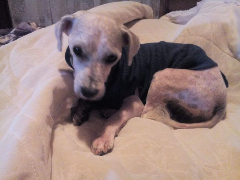 received_538851103221916 - ANIMALE