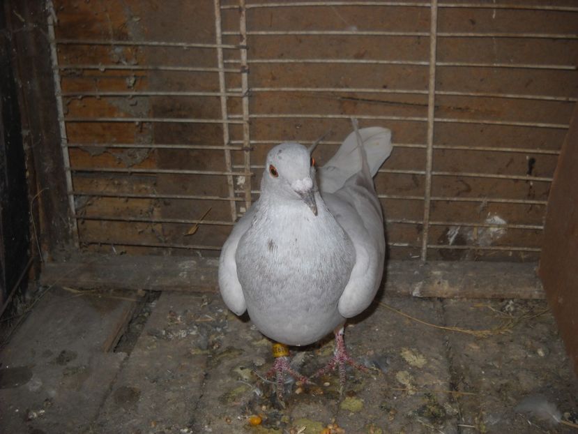  - UNDEVA IN SUCEAVA arhiva