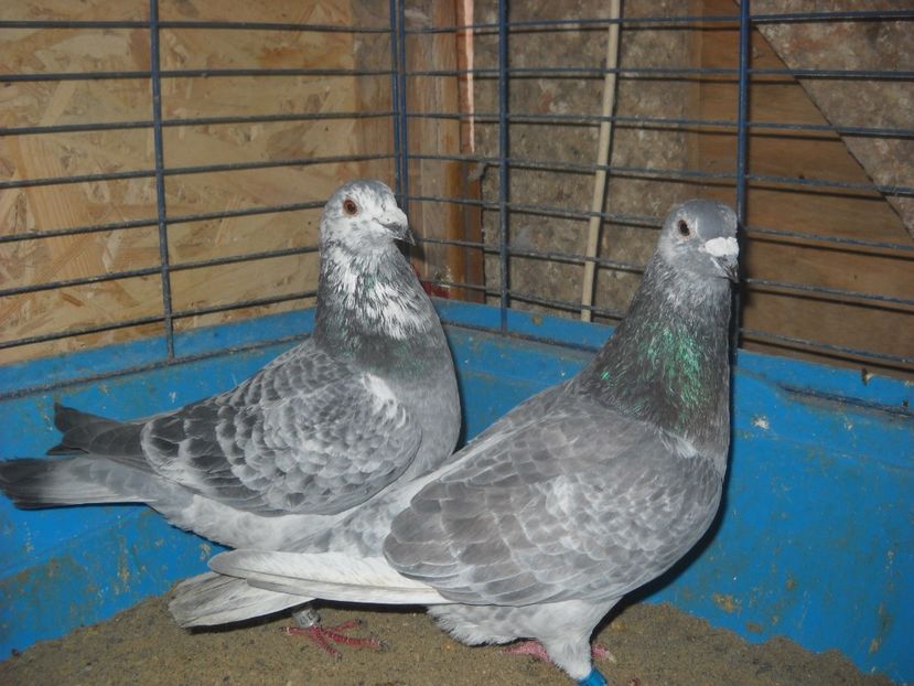  - UNDEVA IN SUCEAVA arhiva