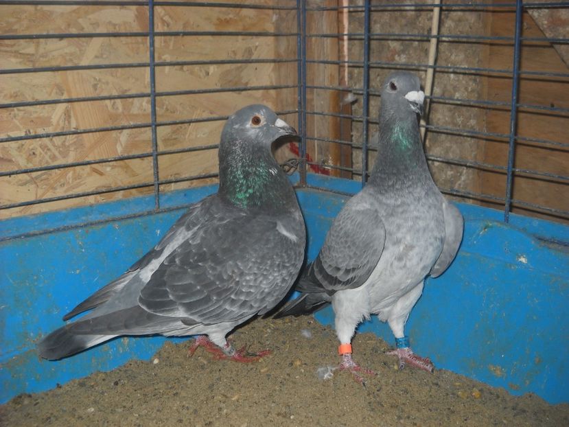 6 - PORUMBEI VANDUTI 2