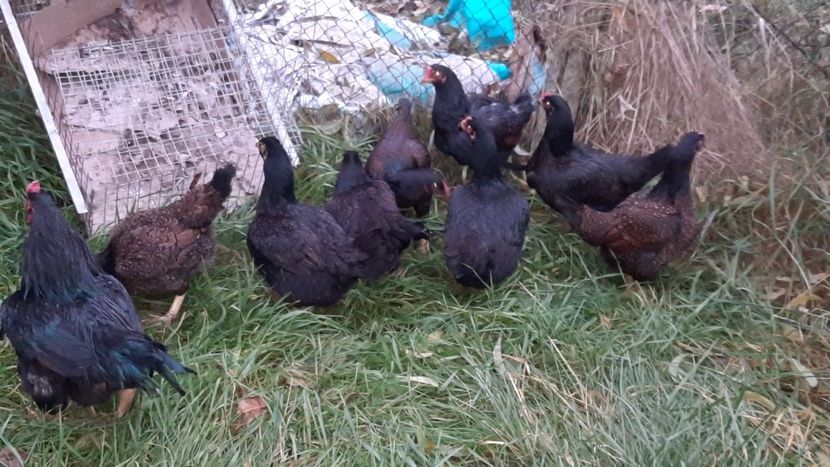  - Combatant indian talie mare 2021