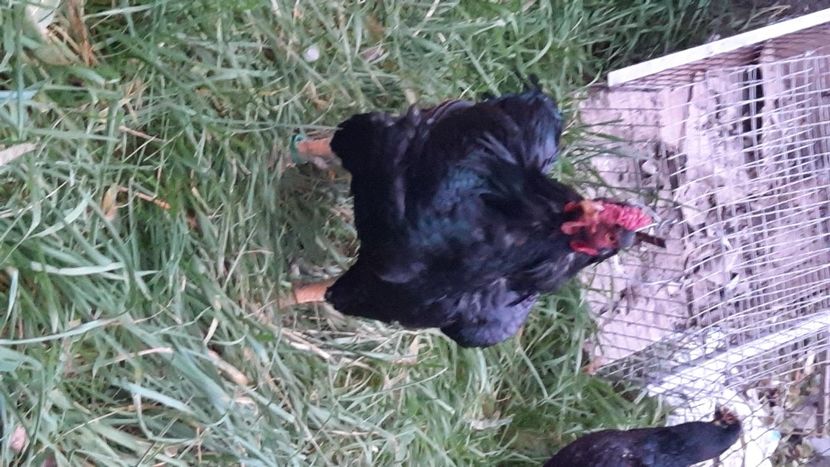  - Combatant indian talie mare 2021