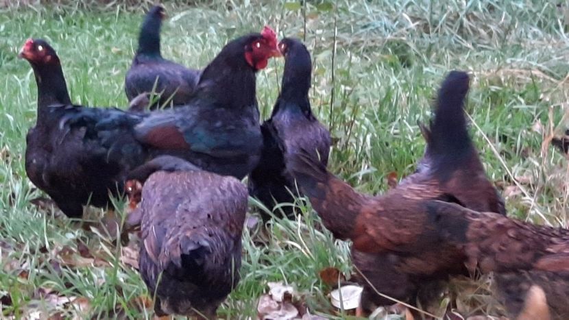  - Combatant indian talie mare 2021