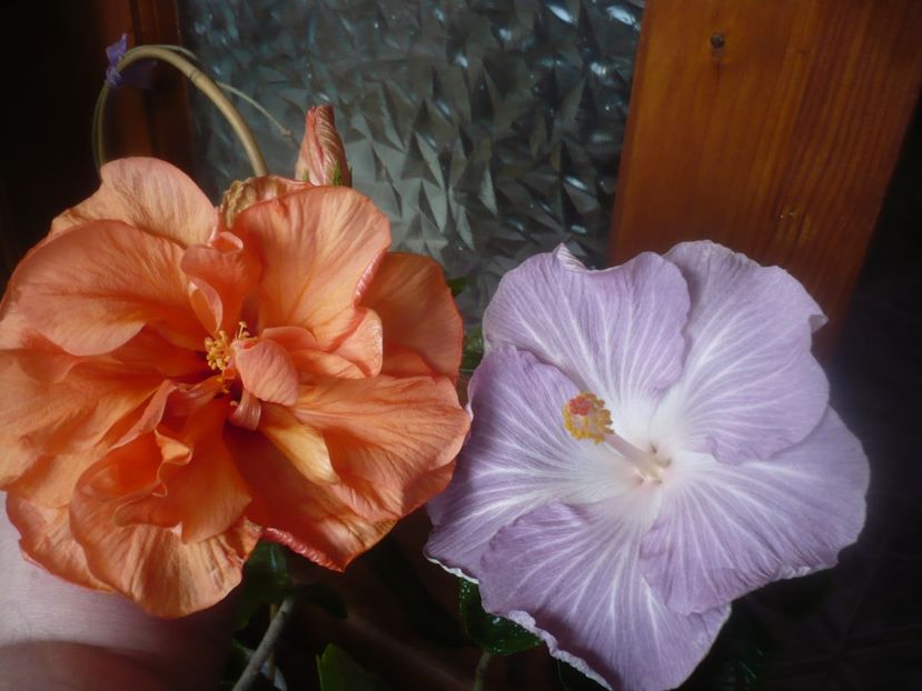 P1470251 - HIBISCUSI 2020-5