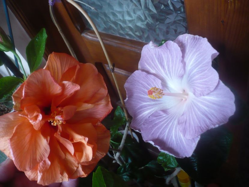 P1470254 - HIBISCUSI 2020-5