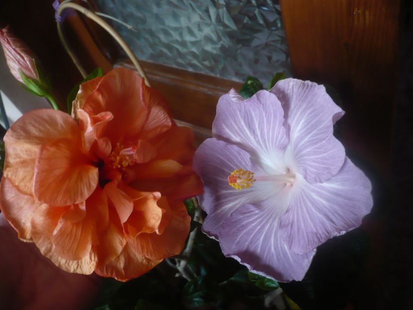 P1470255 - HIBISCUSI 2020-5