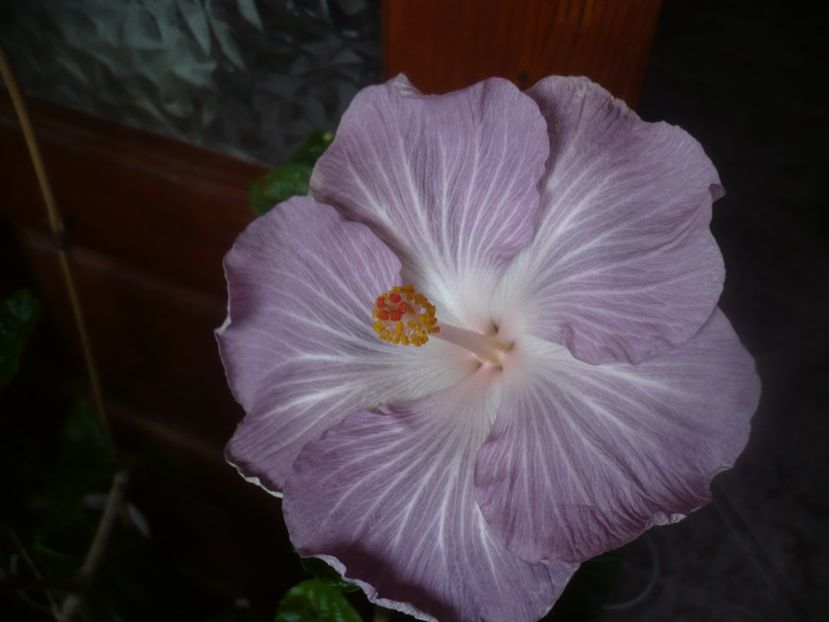 P1470257 - HIBISCUSI 2020-5