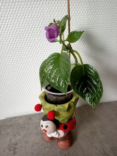 25.11.2020 - Gloximannia She s dancing