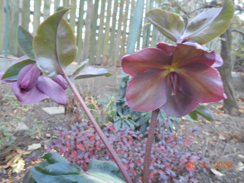  - 1Azalee-rhododendroni-heleborusi-hortensii-hoste 2020