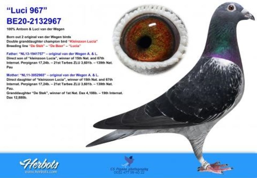 2132967-20 - Anton si Luci van der Wegen