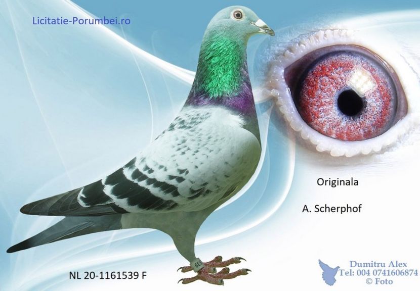  - Porumbei super top 2020 achizitii