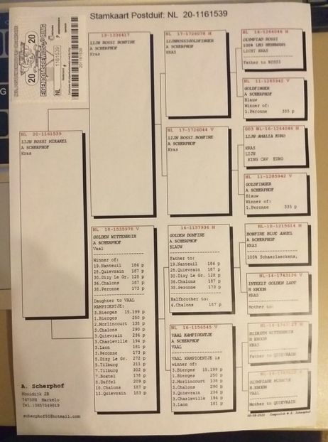 39ped - Porumbei super top 2020 achizitii