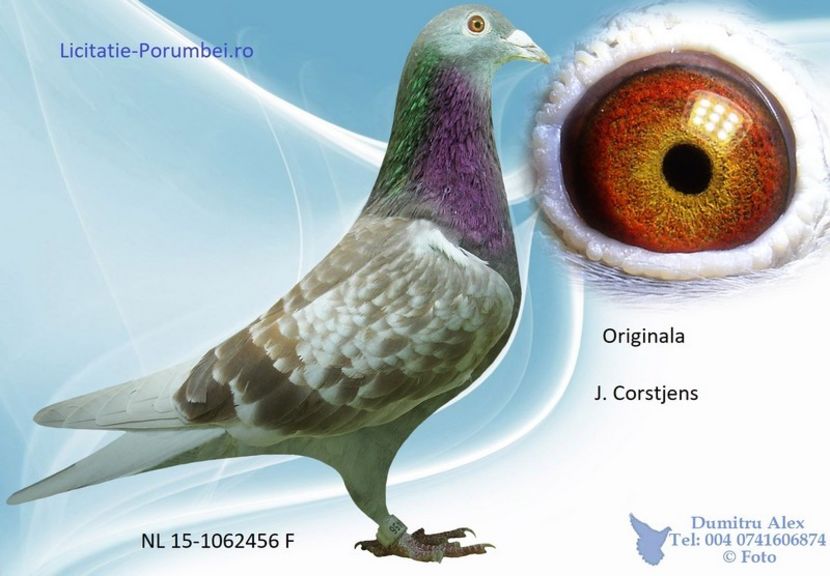  - Porumbei super top 2020 achizitii