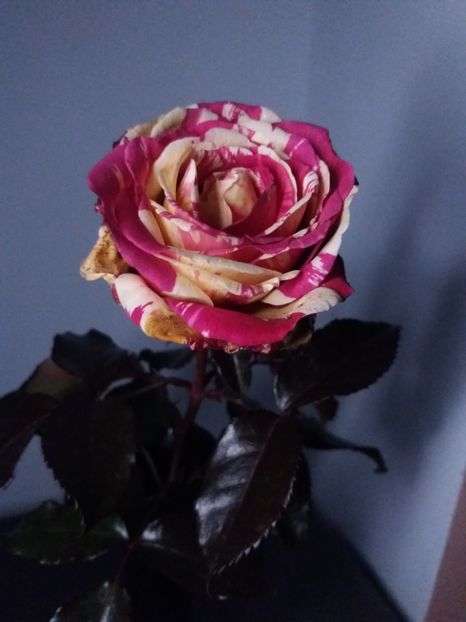  - Trandafir Broceliande