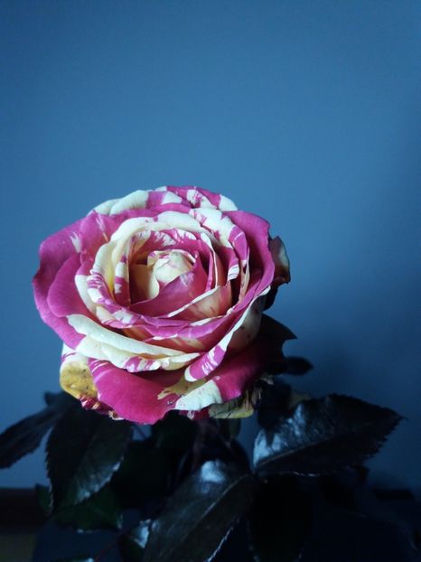  - Trandafir Broceliande