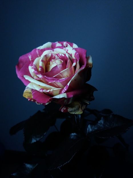  - Trandafir Broceliande