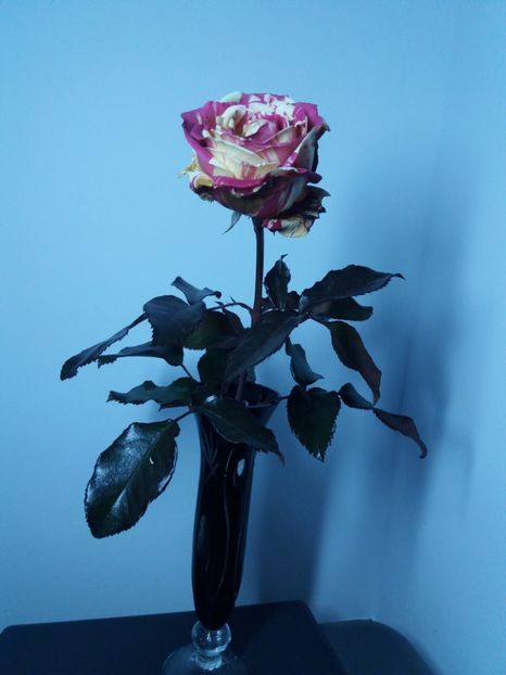  - Trandafir Broceliande