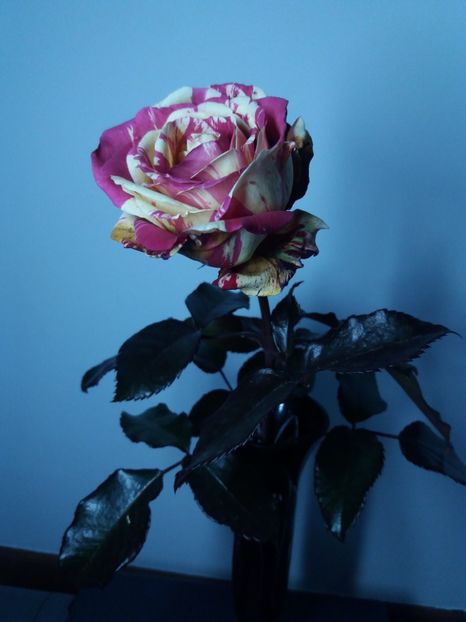  - Trandafir Broceliande