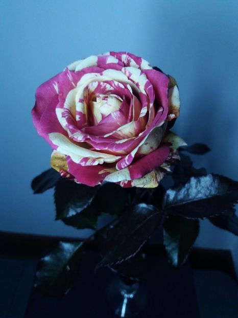  - Trandafir Broceliande