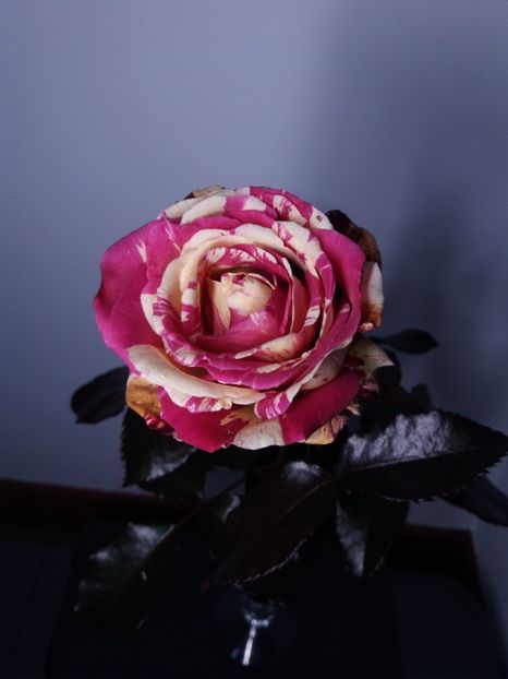  - Trandafir Broceliande