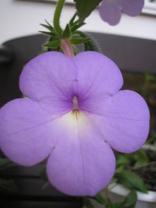 Annie Bell  Model - ACHIMENES plantați în toamna aceasta