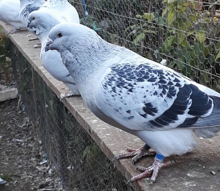  - Păsările mele