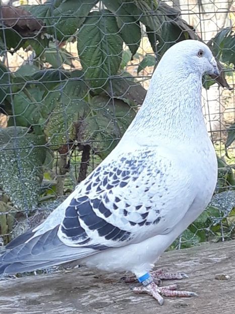  - Păsările mele
