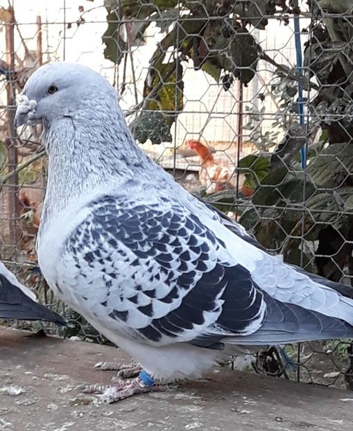  - Păsările mele