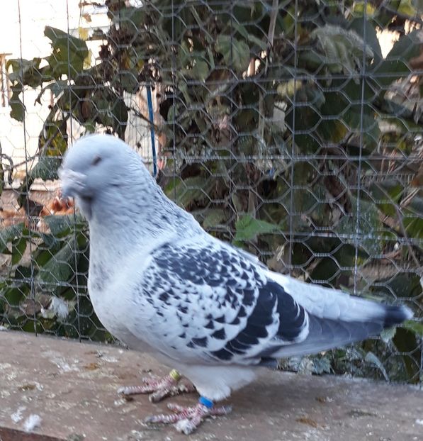  - Păsările mele