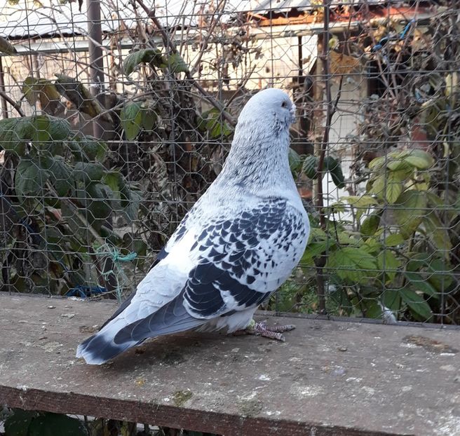  - Păsările mele