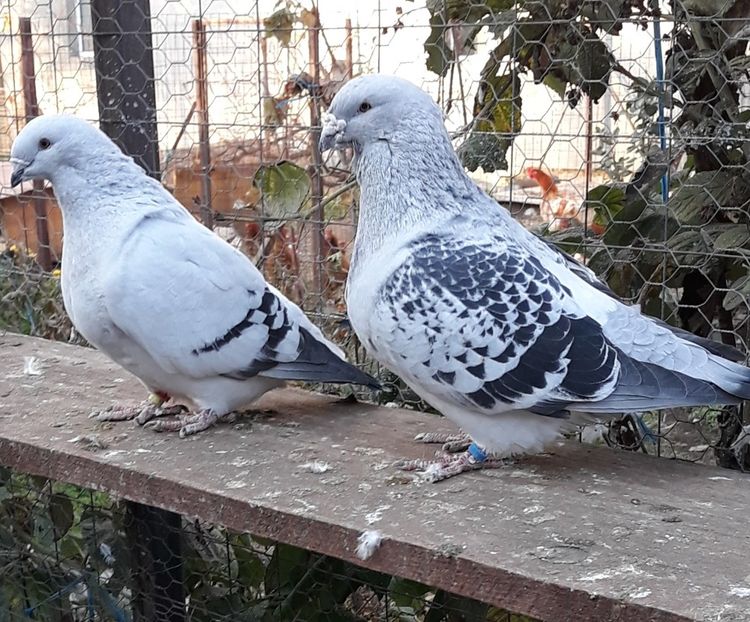 - Păsările mele