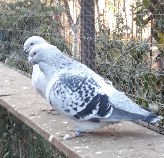  - Păsările mele