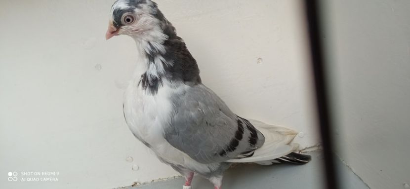  - PORUMBEI CARE MI AU APARTINUT