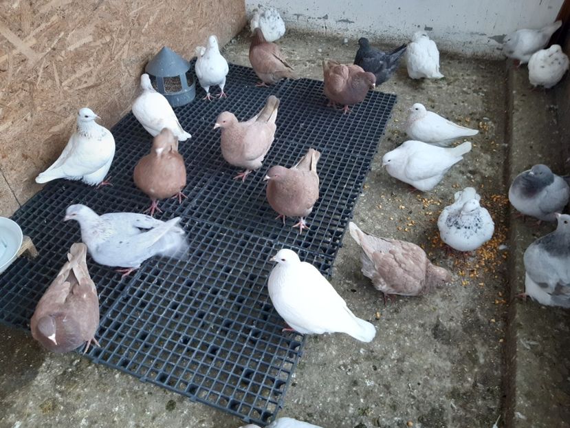  - 05 PUI TEXANI 2020