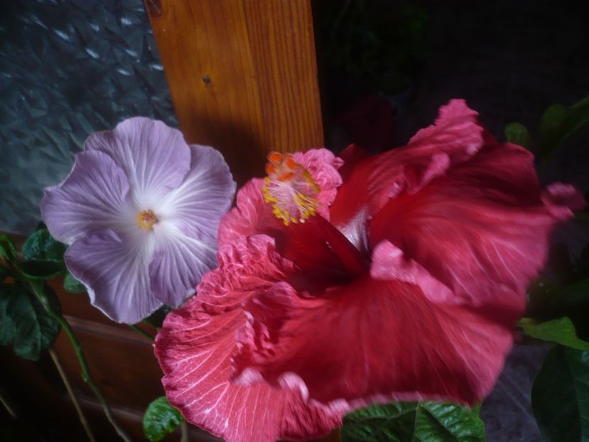 P1470259 - HIBISCUSI 2020-5
