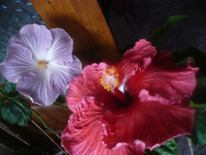 P1470260 - HIBISCUSI 2020-5