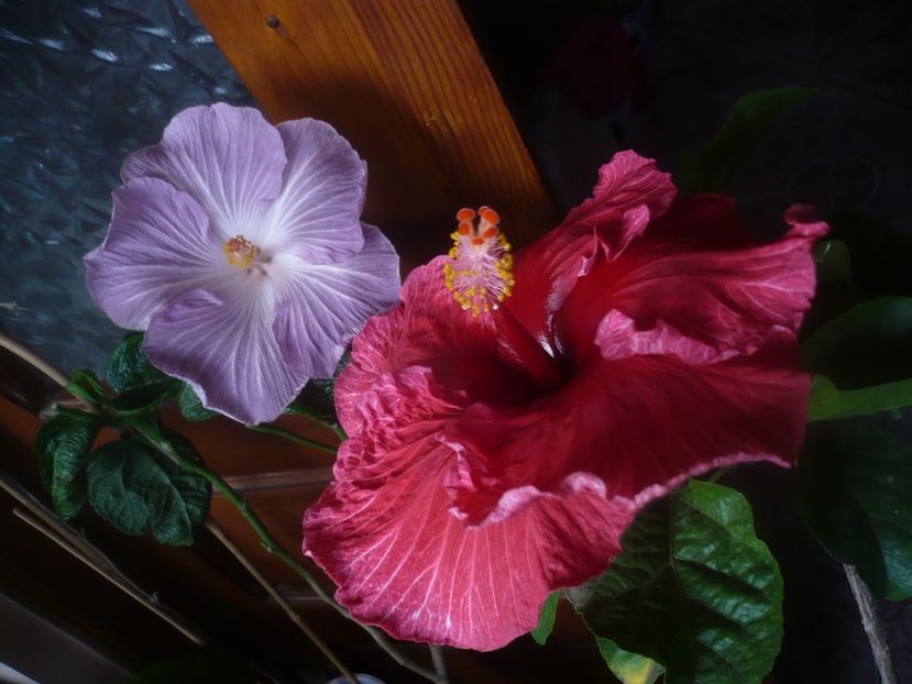 P1470262 - HIBISCUSI 2020-5